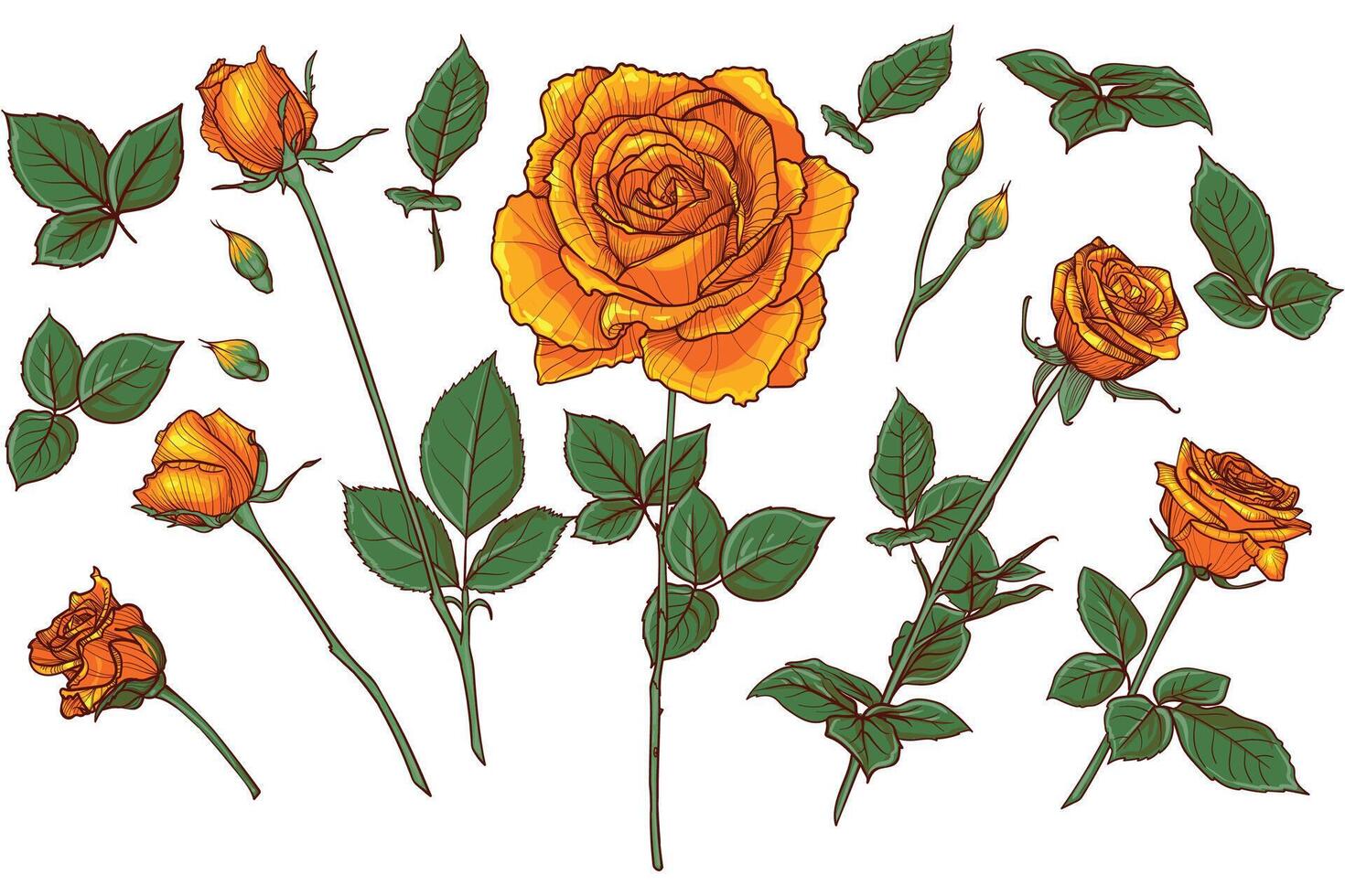 Set of hand drawn red roses. Buds, flowers, bloom, blossom, leaves on stem. Yellow summer flowers on white background. Outline and flat fill are all in separate groups. vector