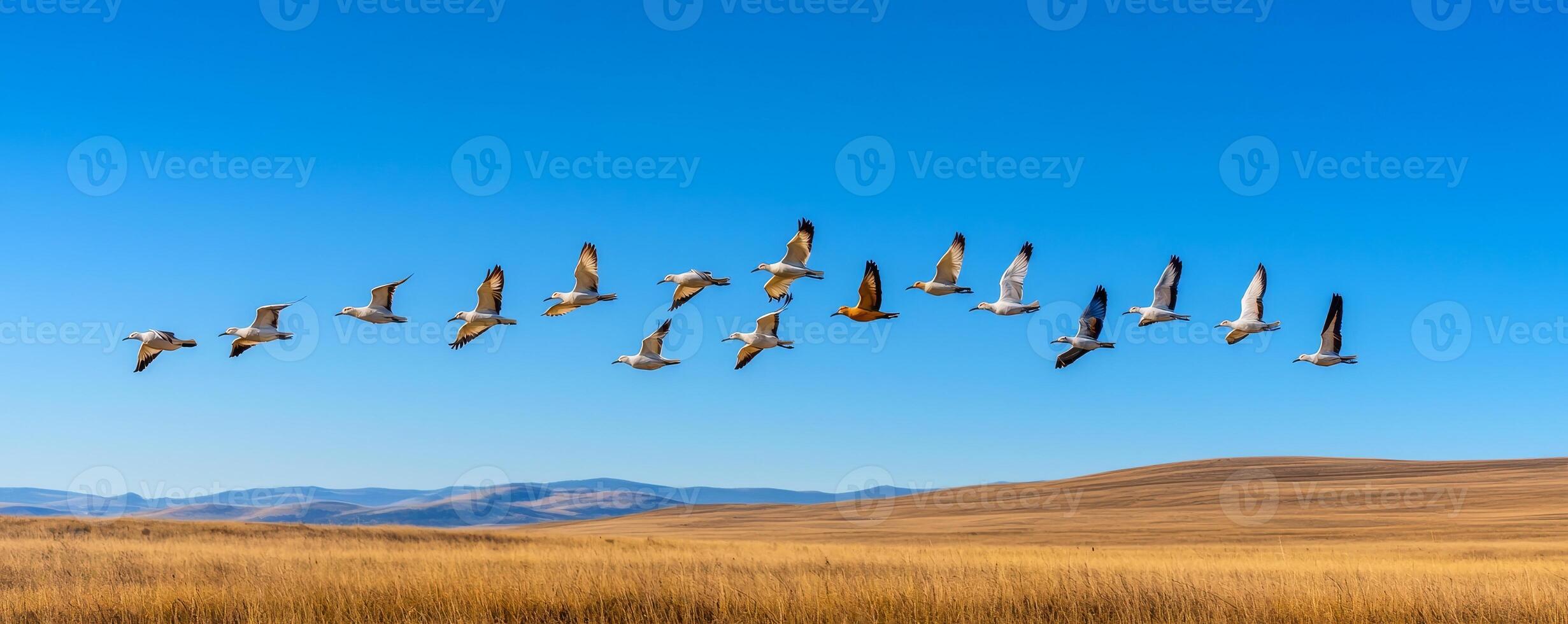 Diversity and nature concept. Flock of birds flying across a clear blue sky over golden grasslands. photo