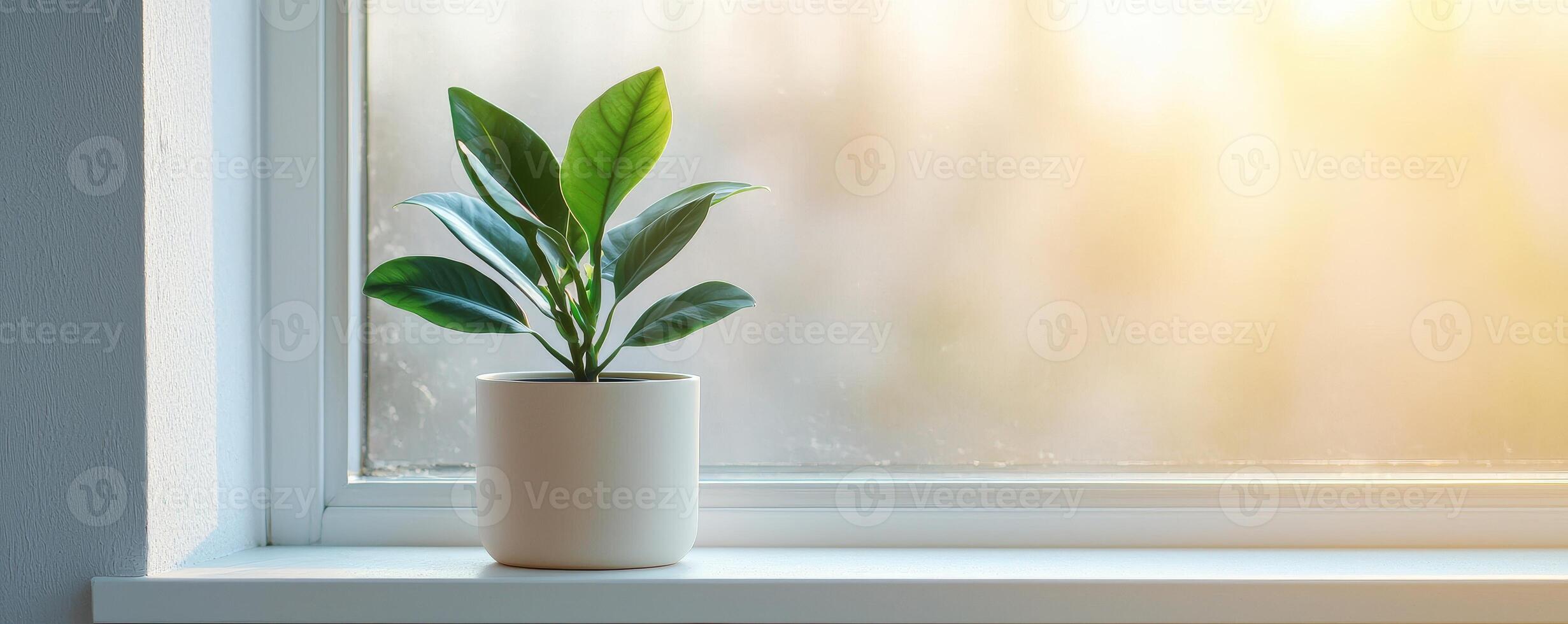 Burnout recovery mental concept. A plant in a white pot on a windowsill with soft natural light. photo