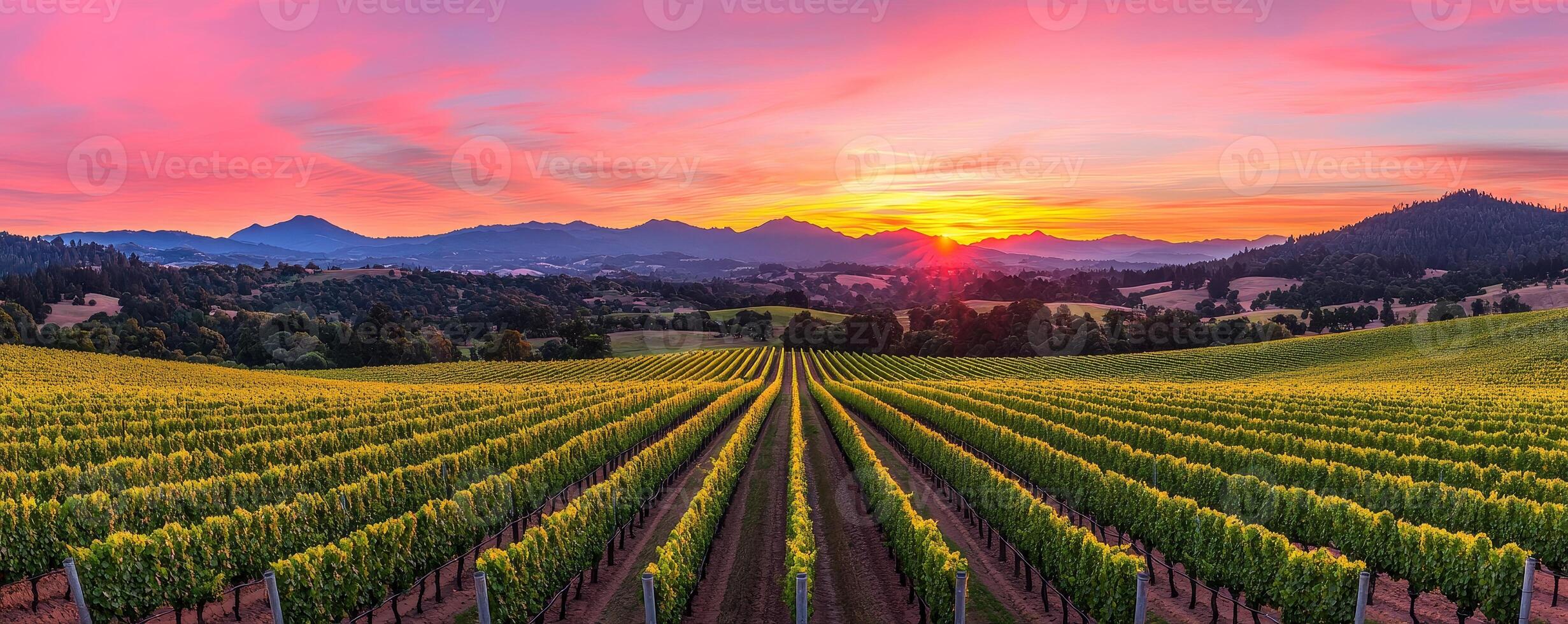 Landscape with Wealth concept. Vibrant vineyard landscape at sunset with rolling hills and colorful sky. photo