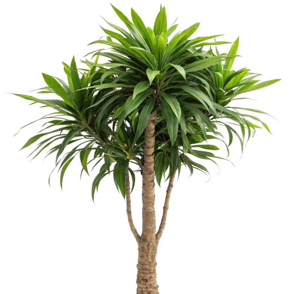 Isolated dracaena fragrans tree botanical photo clean environment studio viewpoint minimalist concept png