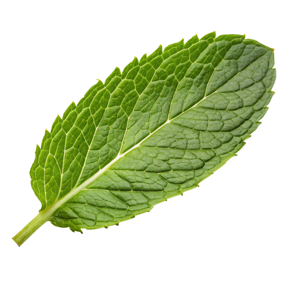 Fresh mint leaf nature high-quality image studio close-up botanical concept png
