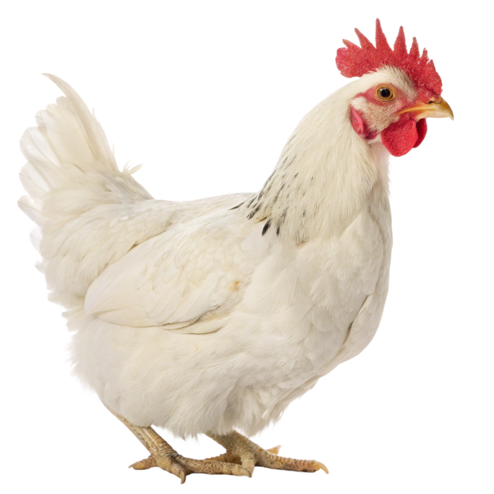 Leghorn chicken display animal photography studio setting close-up poultry concept png