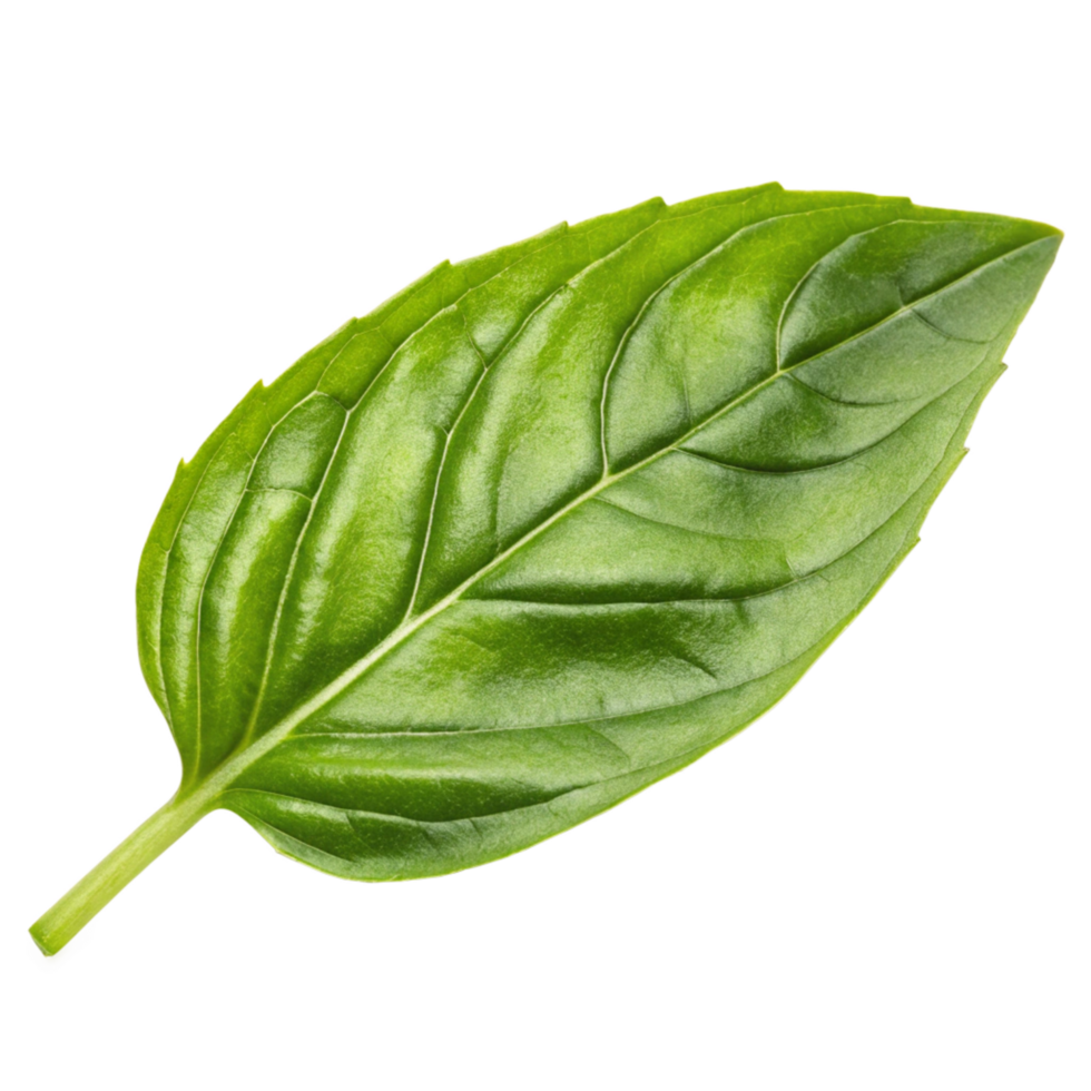 Fresh basil leaf botanical photography studio close-up culinary ingredient png