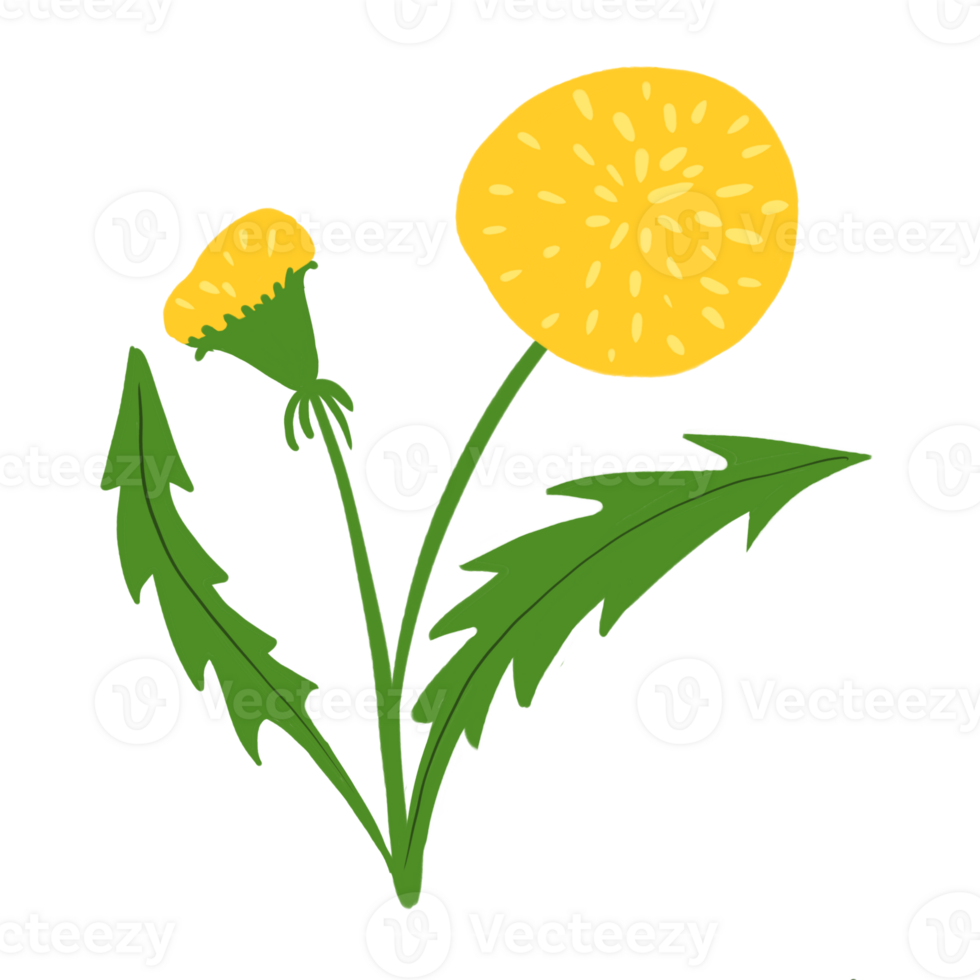 Spring first blooming flower yellow dandelion with leaves. Hand drawn illustration, good for print, poster, card or banner. png