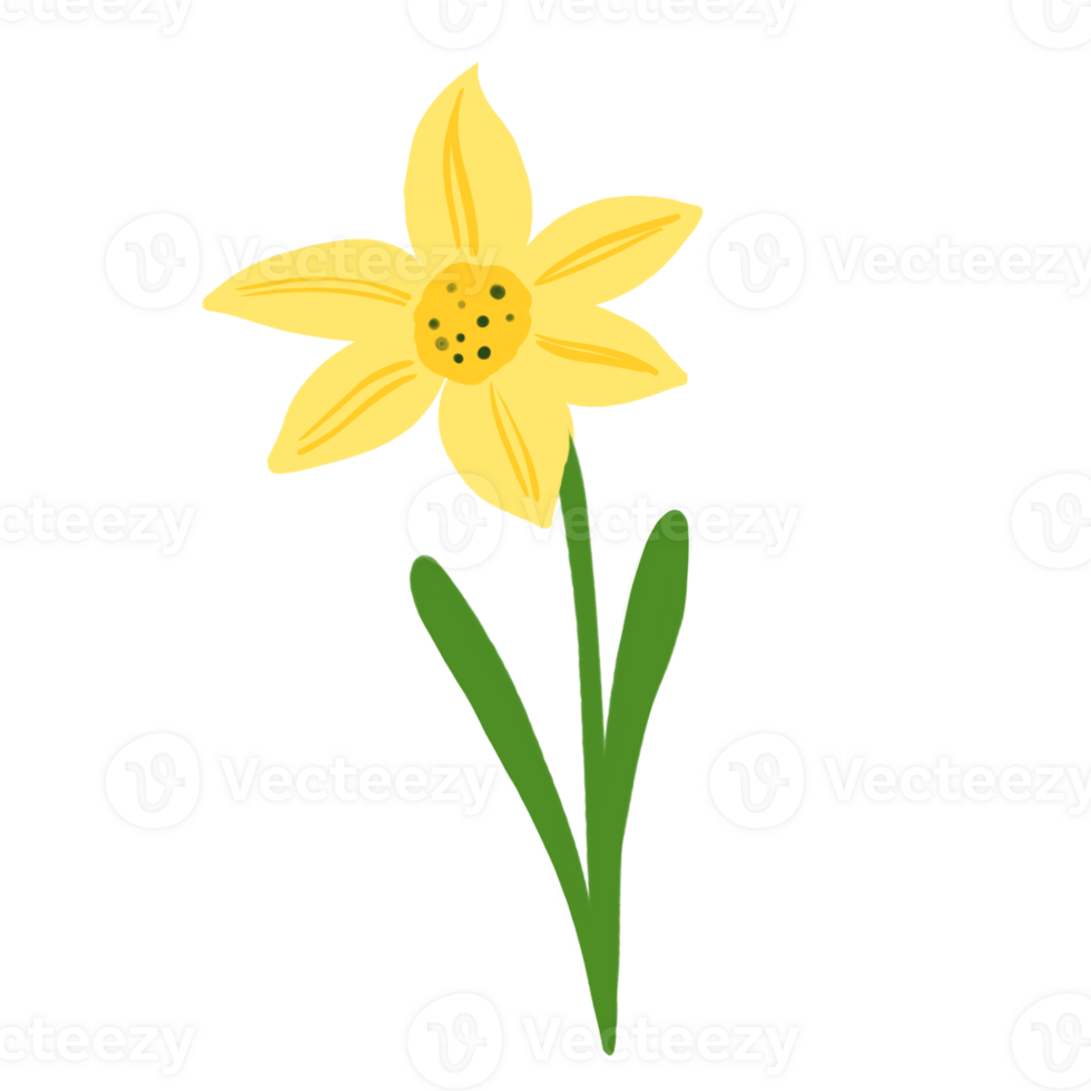 Spring first blooming flower yellow daffodil with leaves. Hand drawn illustration, good for print, poster, card or banner. png