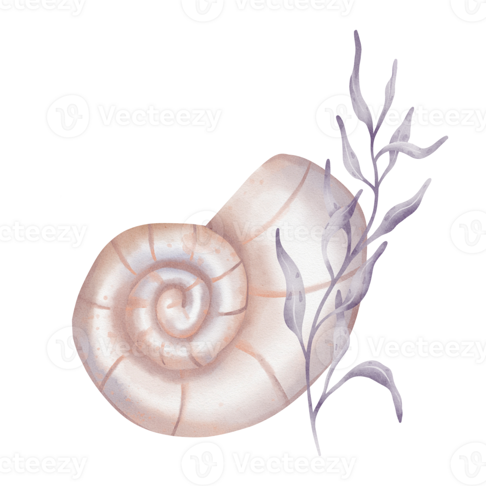 Watercolor composition of Seashell and Seaweed. hand drawn illustration of Sea Shell and violet Algae on isolated background. Undersea element for design in marine vintage style. png