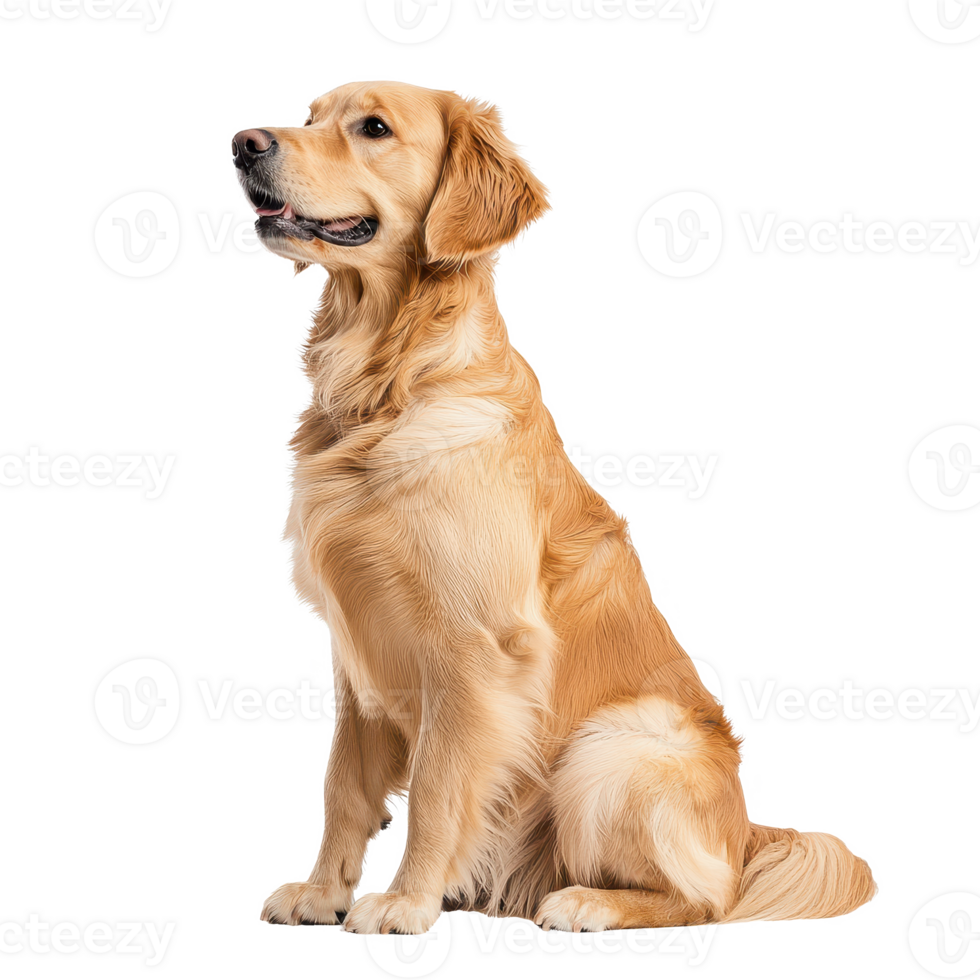 A golden retriever sitting elegantly, showcasing its friendly and loyal nature. png