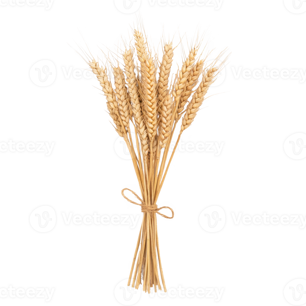 A beautiful bouquet of golden wheat sheaves tied with a rustic bow. png
