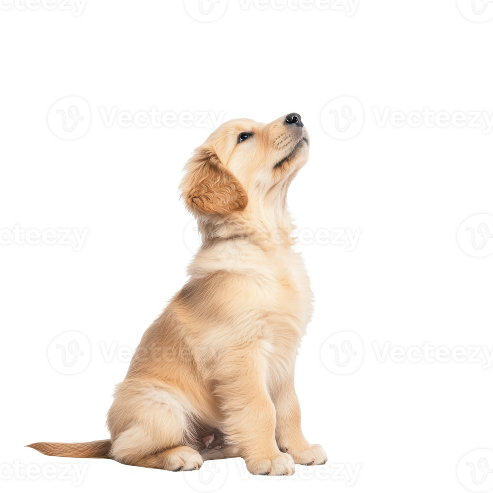 A cute golden retriever puppy looking up with curiosity and innocence. png