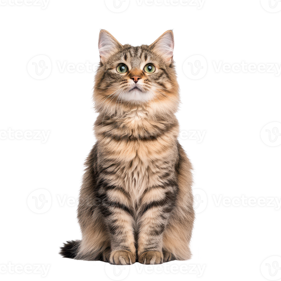 A fluffy, attentive cat with beautiful fur and bright eyes, sitting gracefully. png