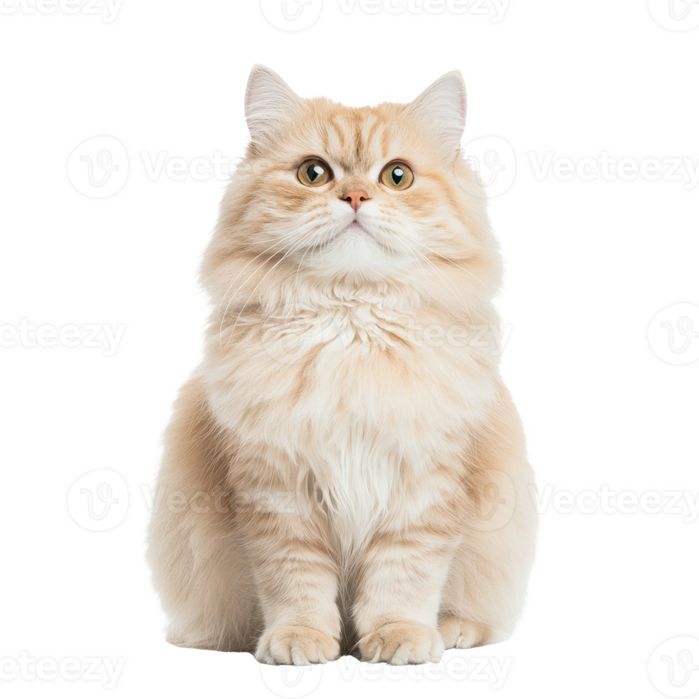 A fluffy, orange cat with big eyes posing elegantly in a studio setting. png