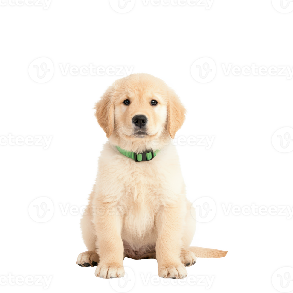 A cute golden retriever puppy sitting and looking curiously at the camera. png