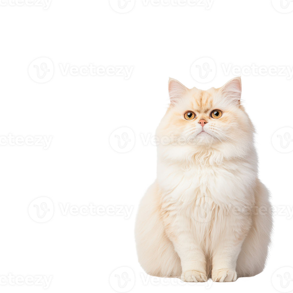 A fluffy Persian cat sitting gracefully, showcasing its elegant fur and expressive eyes. png