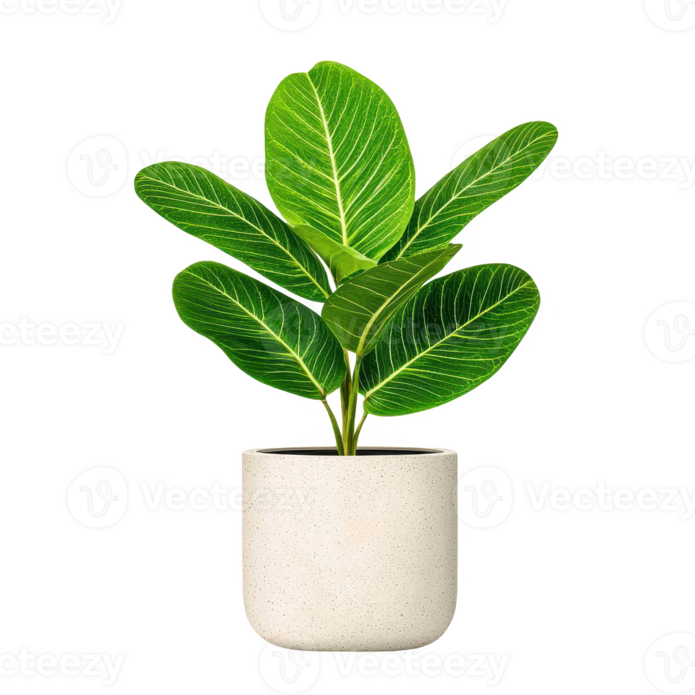 A vibrant green indoor plant in a minimalist pot, adding life to any living space. png