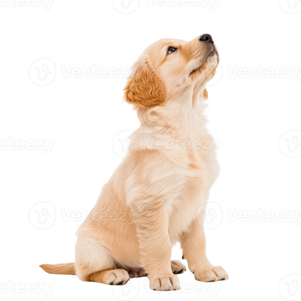 Adorable golden retriever puppy sitting, showcasing innocence and joy. png