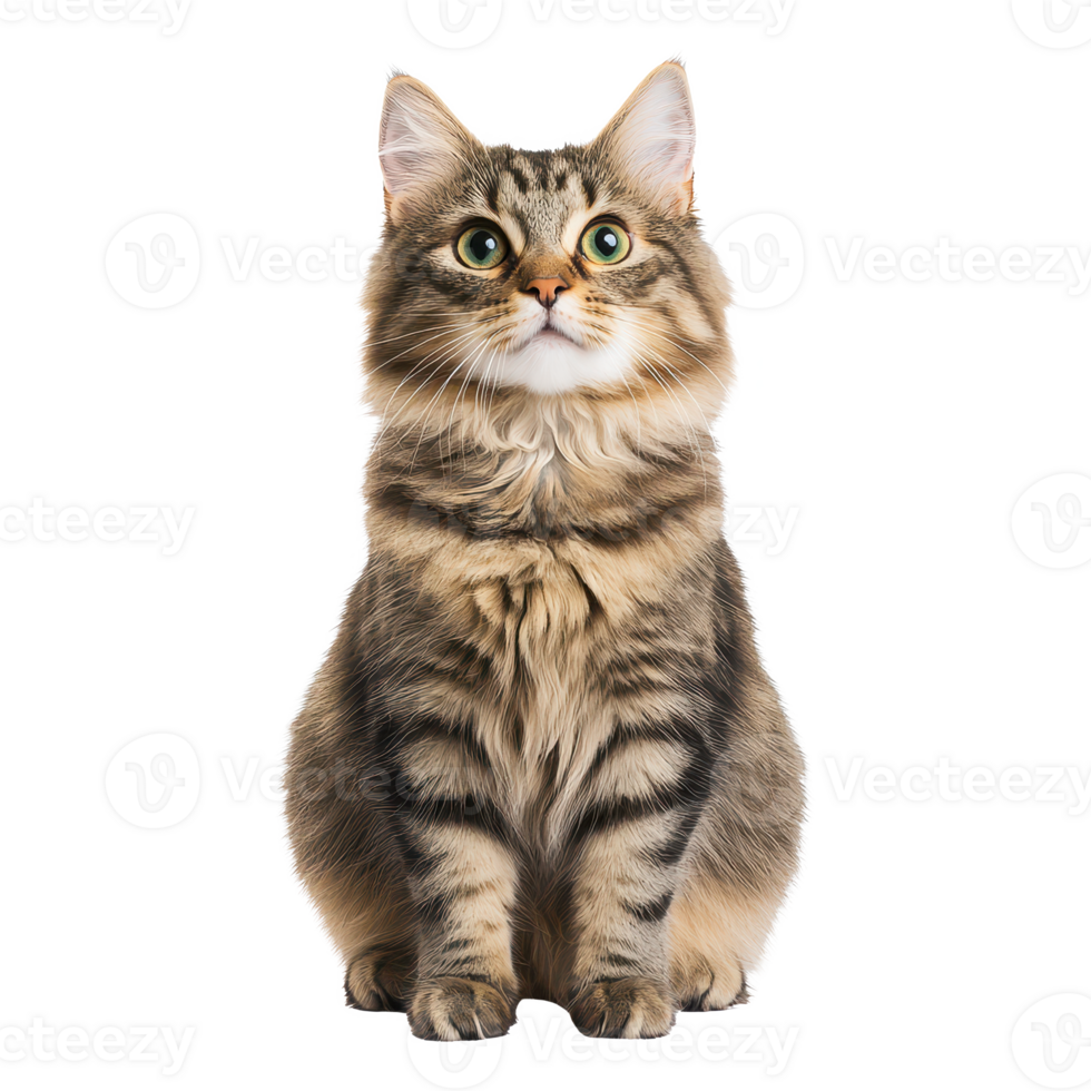 Adorable cat sitting gracefully, showcasing its fluffy fur and captivating green eyes. png