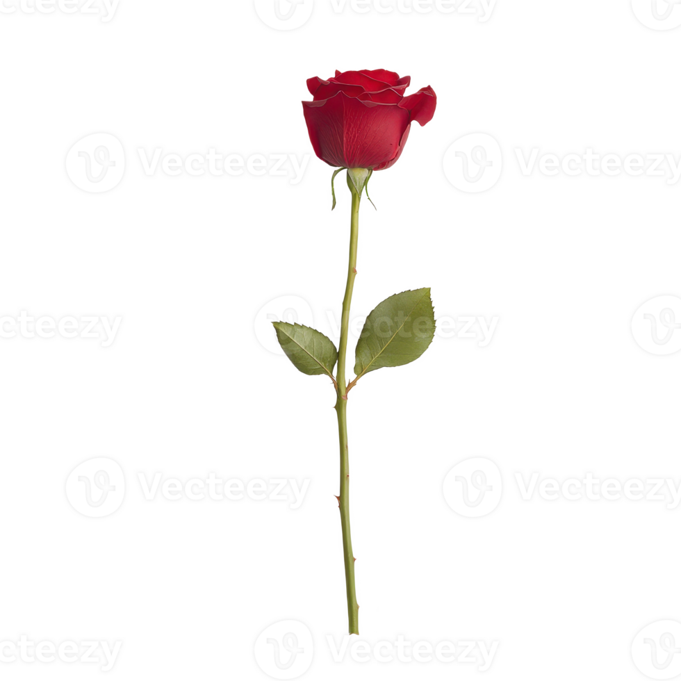 A single red rose symbolizes love and romance, perfect for any occasion. png