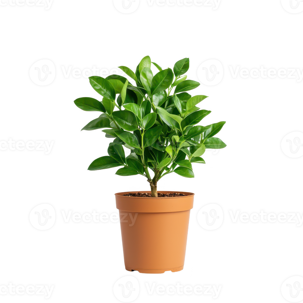 A vibrant green potted plant adds freshness to any indoor space. png
