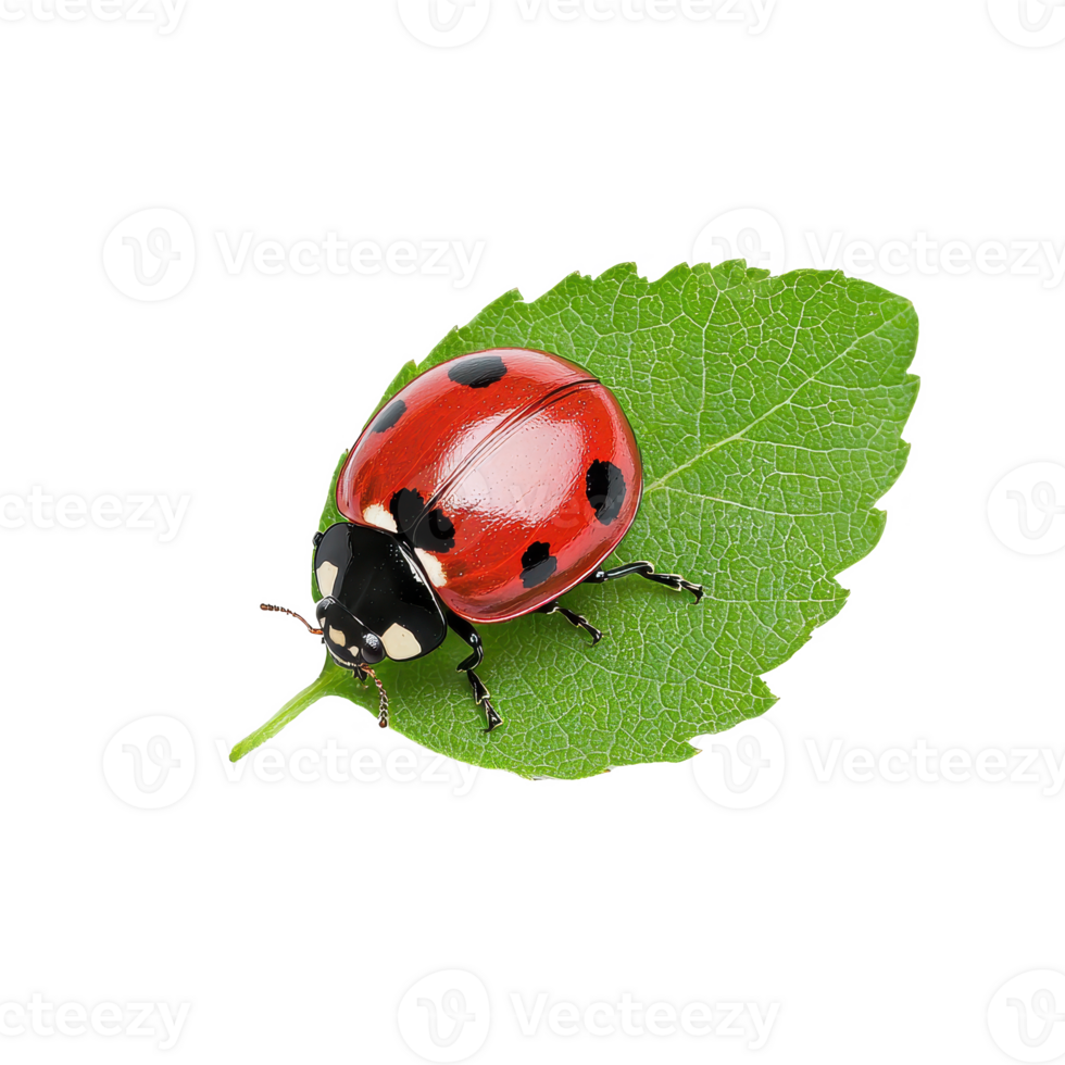 A vibrant ladybug resting on a green leaf under natural light. png