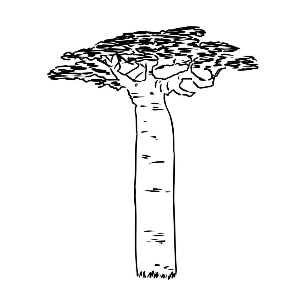a drawing of a baobab tree on a white background vector