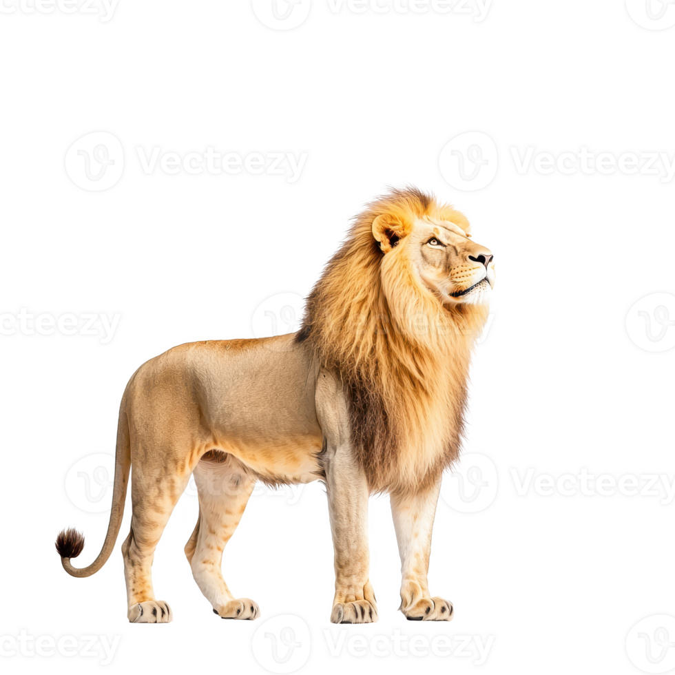 Majestic lion standing proudly, showcasing its powerful presence in the wild. png