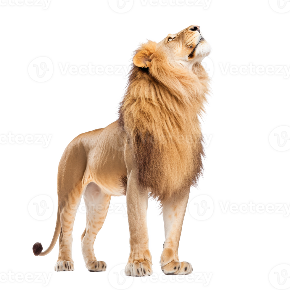 Majestic lion standing proudly with mane flowing, symbol of strength and courage. png