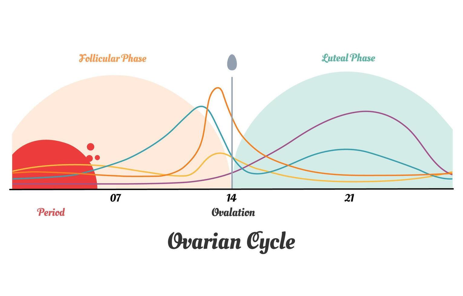 Menstrual cycle. Hormone levels, Ovarian cycle vector