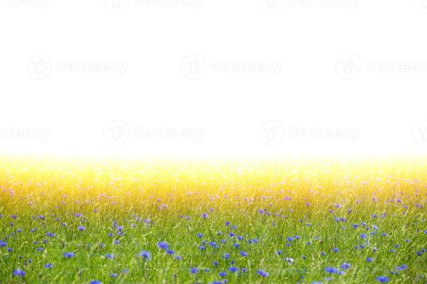 Beautiful blooming cornflower field and empty space for text. Natural plant background of a meadow flooded with sunlight. photo