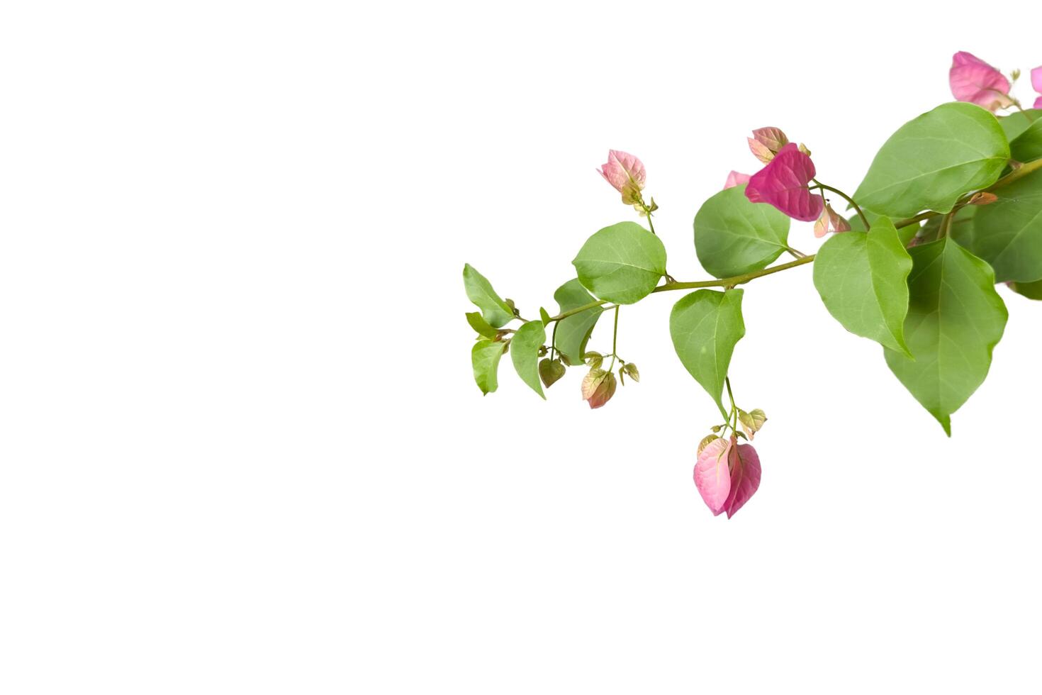 Vibrant bougainvillea flower with fresh green shoots is isolated on a white background with a clipping path. The image symbolizes tropical beauty, growth, and natural elegance. photo