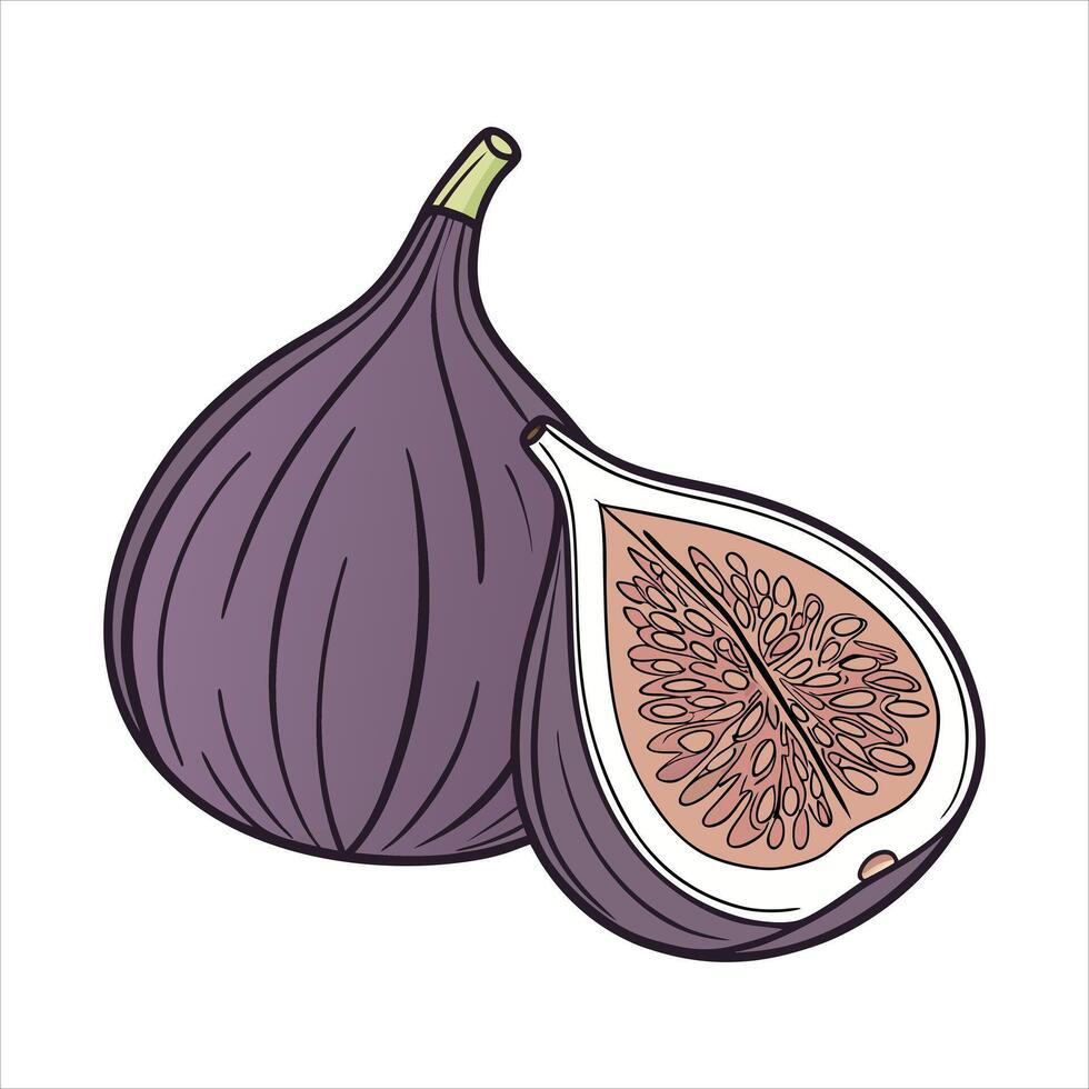Fig fruit art illustration vector