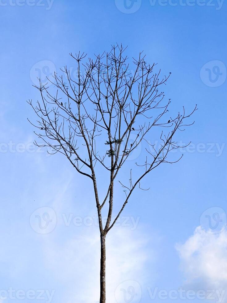 Bare Tree Against Clear Blue Sky Capturing the Simplicity and Beauty of Nature in Minimalist Photography photo