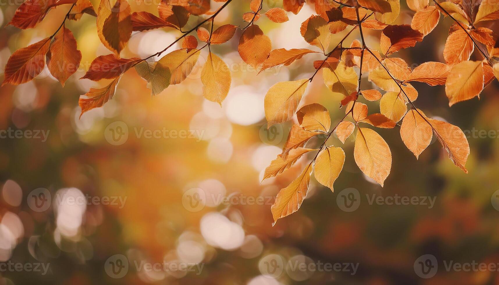 Autumn in park, closeup of yellow leaves on the trees photo