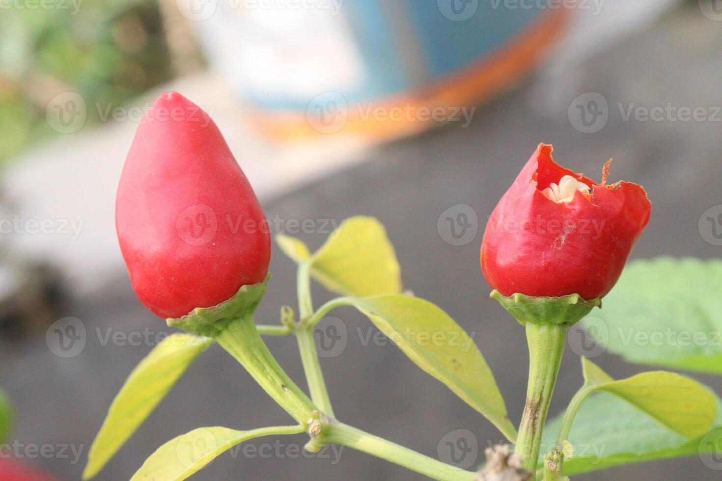 Paquin Pepper on tree photo