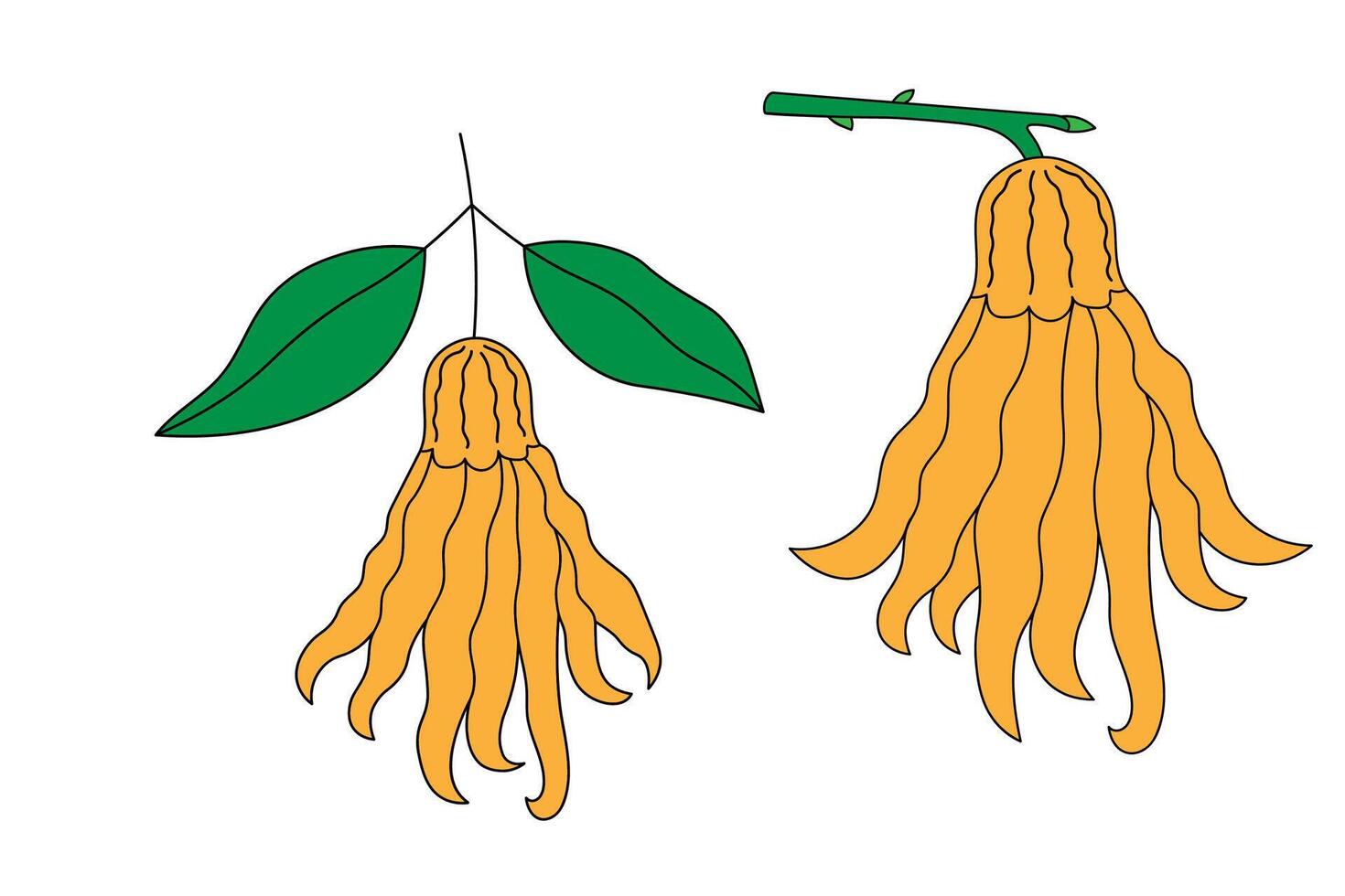 Set with colour botanical illustration with Citron palmate on isolated background. Hand drawn South African plants Buddha's Hand for logo, label. Food, oriental symbol, Chinese fruit, medical vector