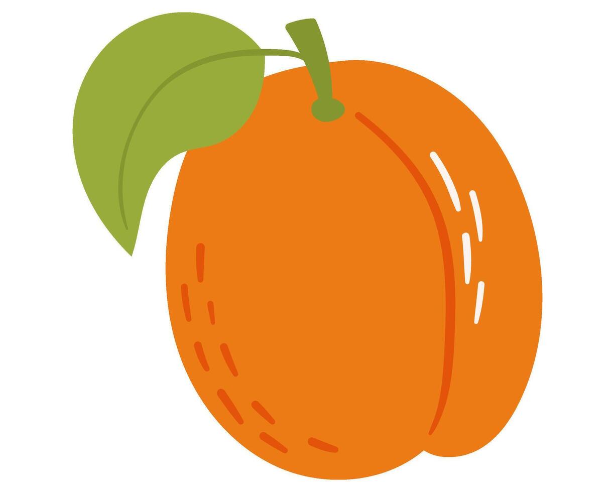 Fruit apricot in cartoon hand drawn simple style. Editable variable color vector