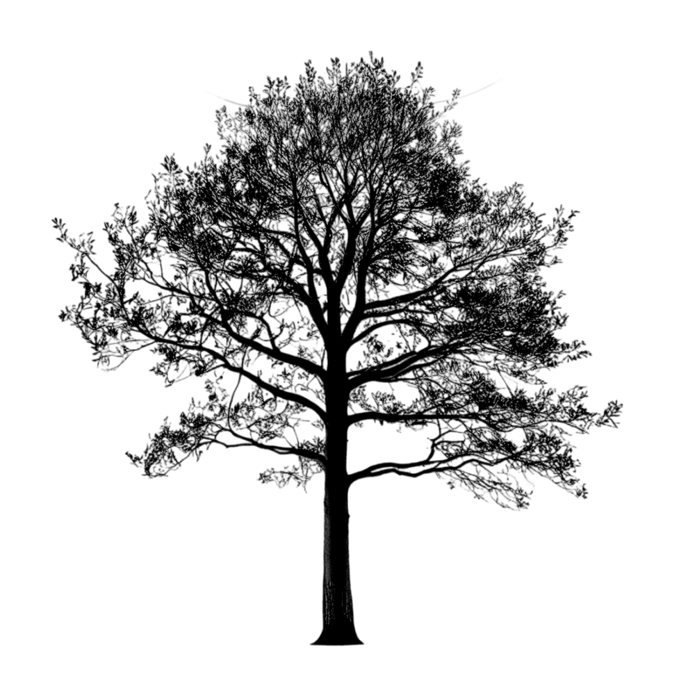 A black silhouette tree png
