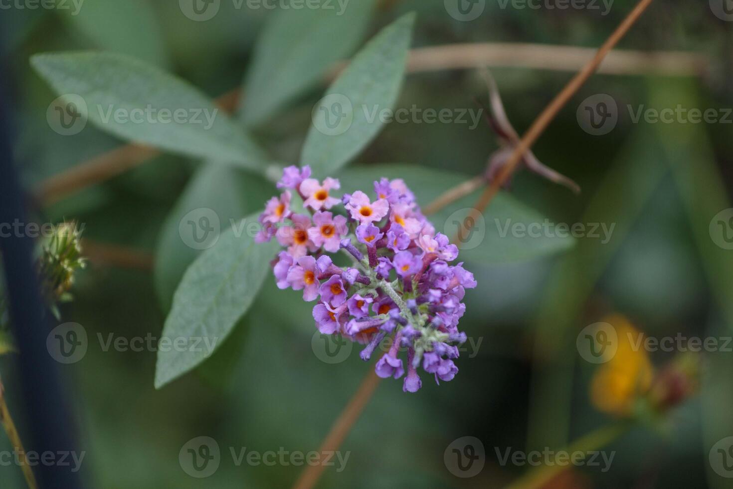 close up of a blooms on an purple butterfly bush in late fall photo