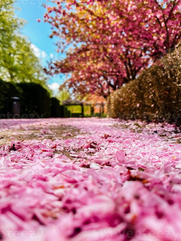 A path is covered in pink petals, creating a beautiful and serene atmosphere photo