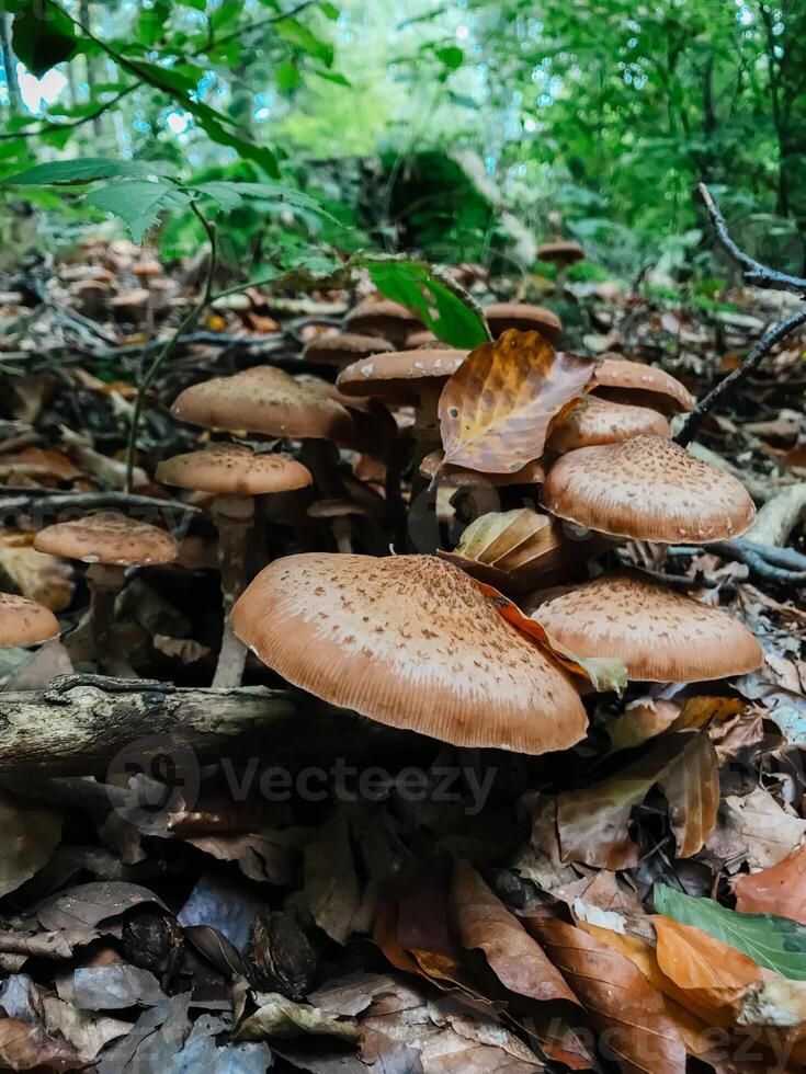 A bunch of mushrooms are growing on the ground in a forest photo