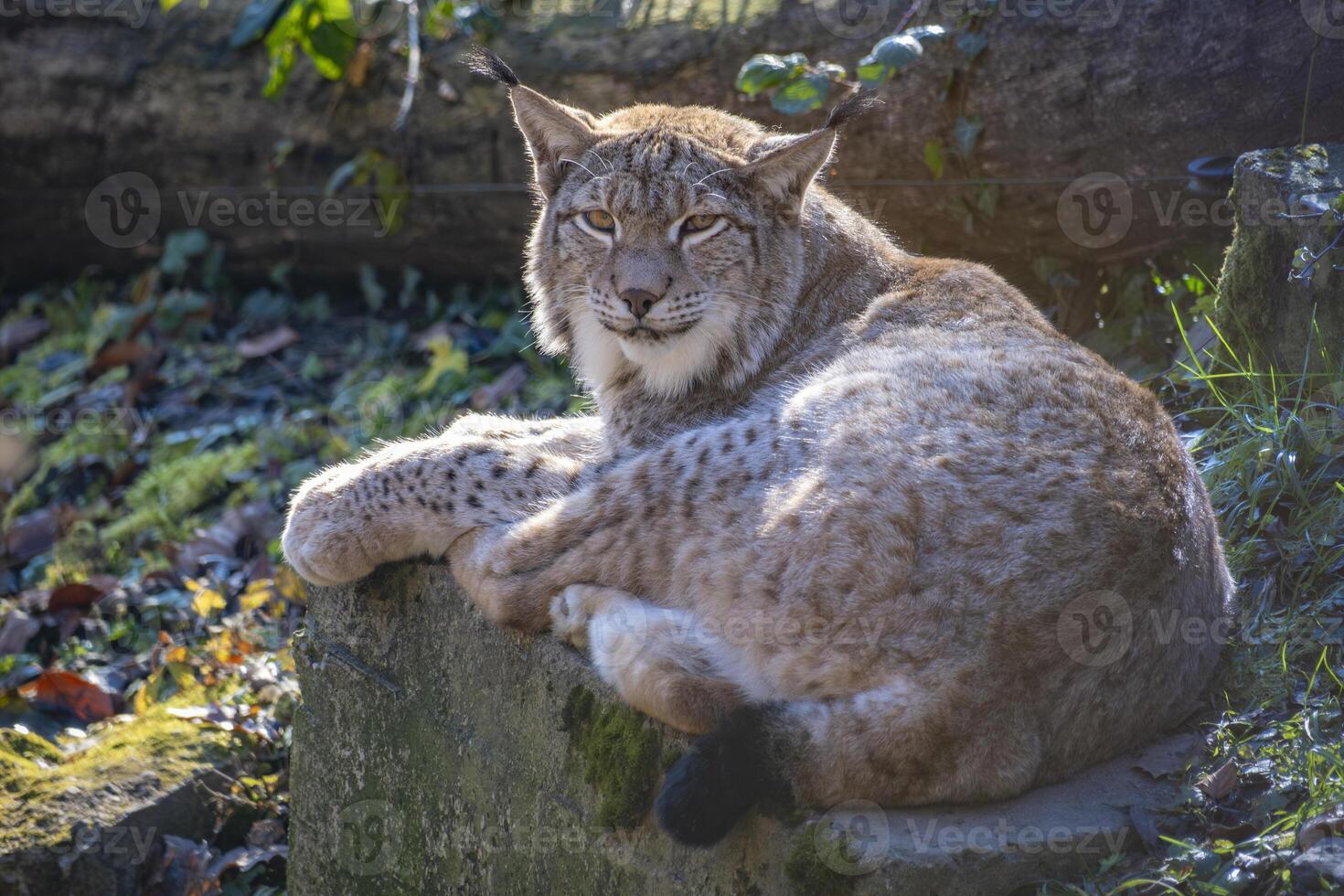 nice view to a lynx photo