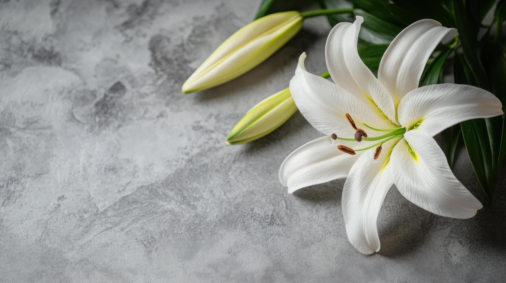 close up fresh white lily flower on light gray table background photo
