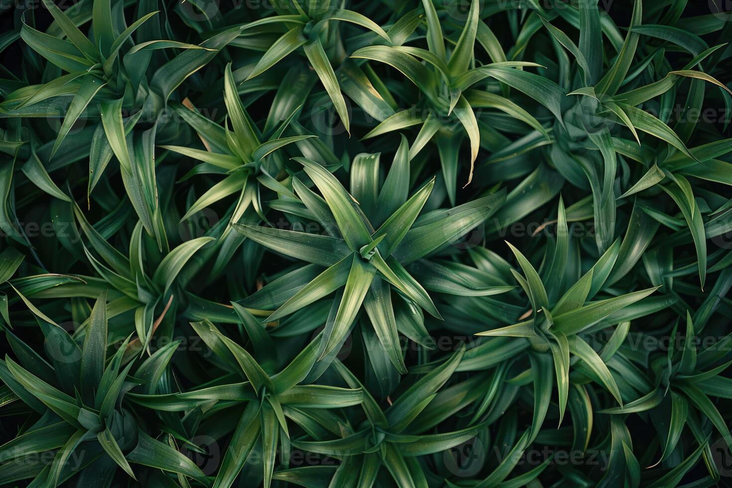 Lush Green Foliage Dense Plant Life Texture photo