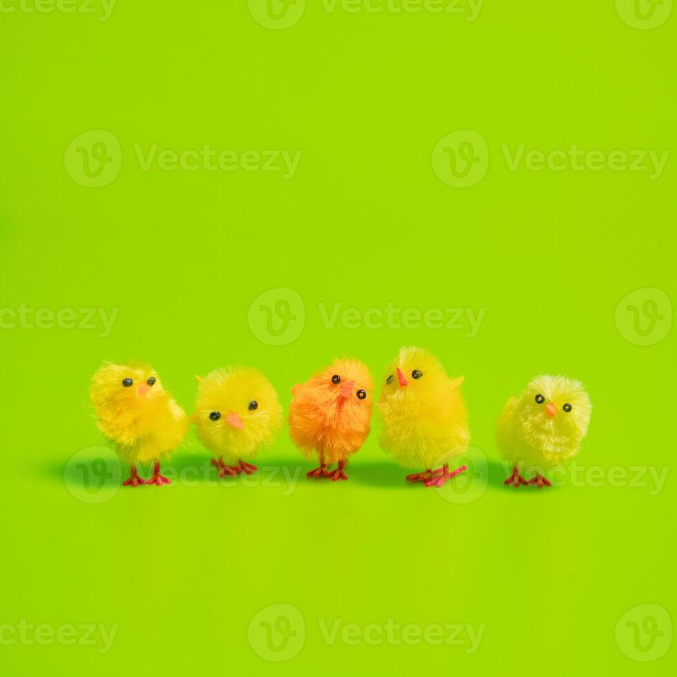 A group of small yellow chicks on a green background photo