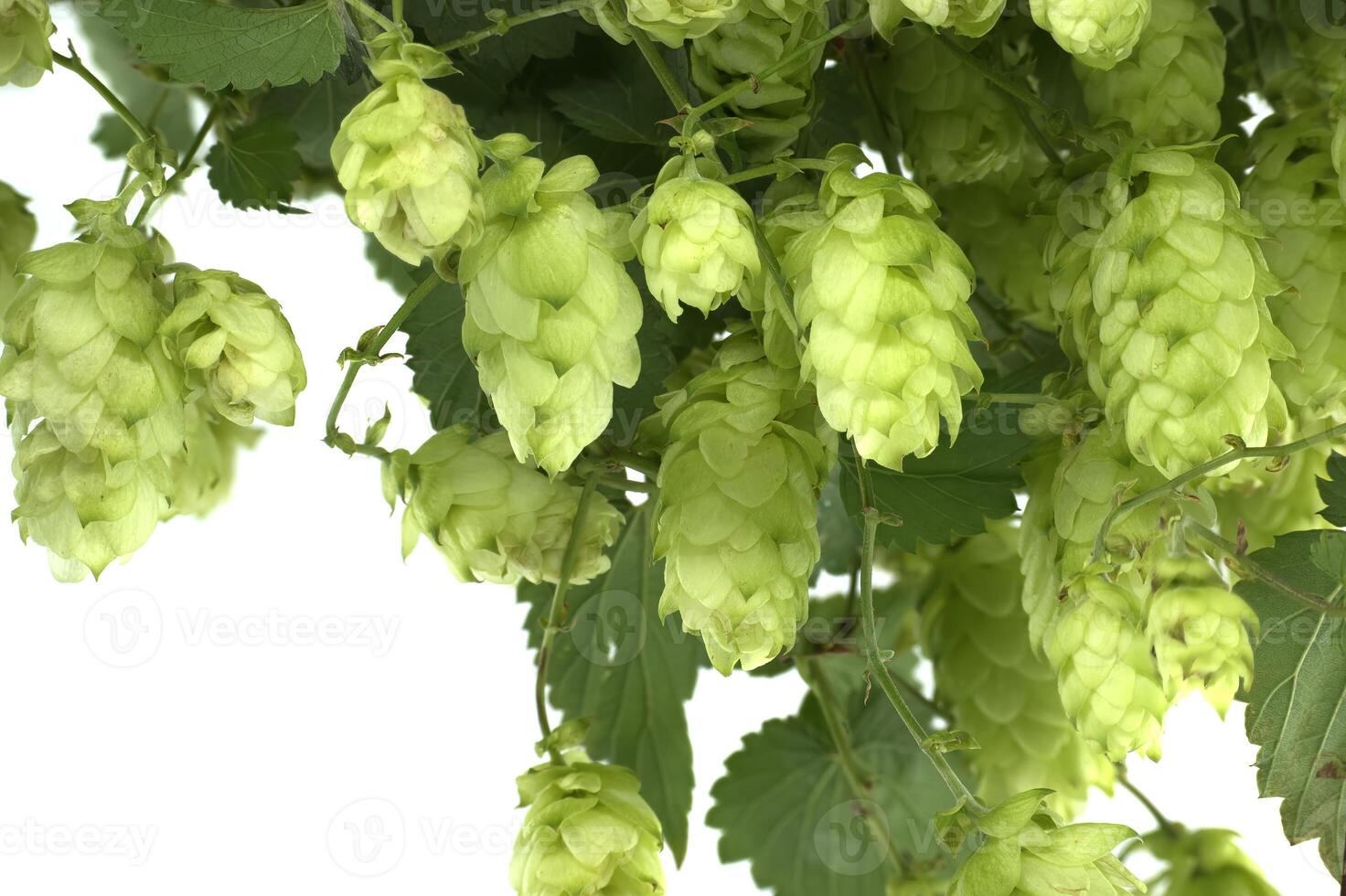 Fresh green hops on the vine showing detailed texture and vibrant collor photo
