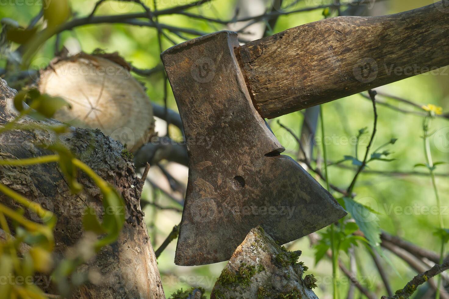 Rusty axe embedded in tree trunk during forest chopping on a sunny day photo