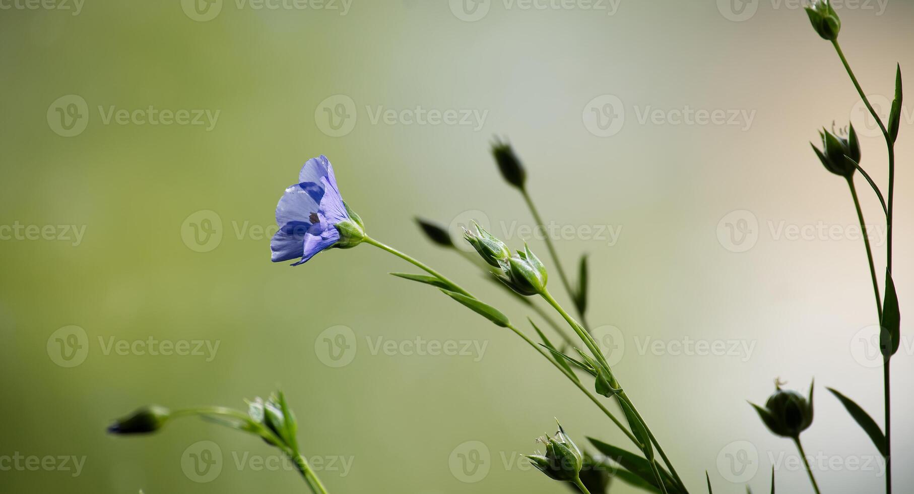 Blue flax flower in serene green background showcasing the beauty of nature and tranquility photo