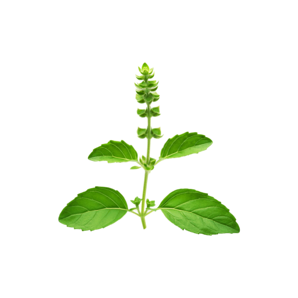 Fresh green tulsi leaf branch on transparent background png