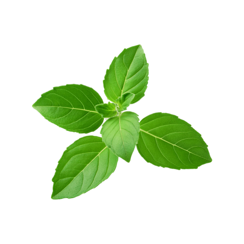 Green tulsi leaf branch on transparent background png