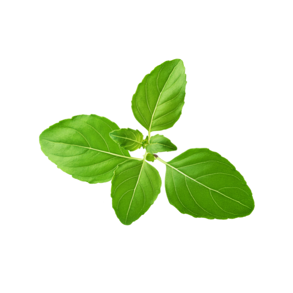 Green fresh tulsi leaf branch on transparent background png
